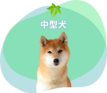 中型犬