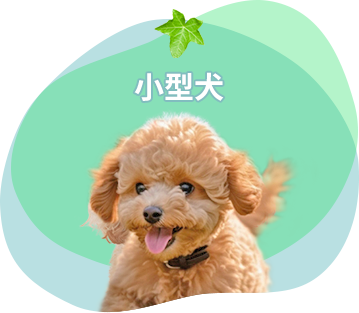 小型犬